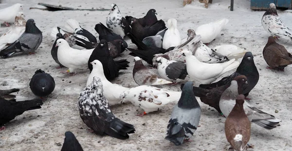 En hobby för älskare av duvor.En flock tamduvor en vinterdag i snön foder på gården. — Stockfoto