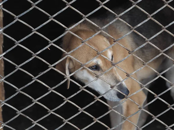 Um jovem cão caça galgo senta-se em um aviário atrás de uma rede. Criação de cães de raça pura.Contexto para a criação de cães. — Fotografia de Stock