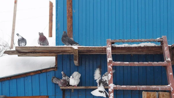 Домашні голуби сидять і літають на тлі голуба . — стокове фото