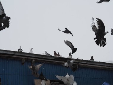 Evcil güvercinleri güvercinlikte tutmak. Uçan güvercinler ön planda. Güvercin sevenlerin hobisi..