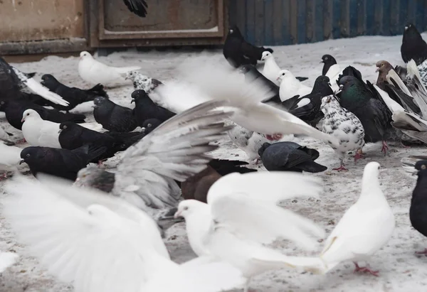 Hobby av älskare av duvor. En flock tama duvor en vinterdag i snön foder på gården. I förgrunden, flygande duvor. — Stockfoto