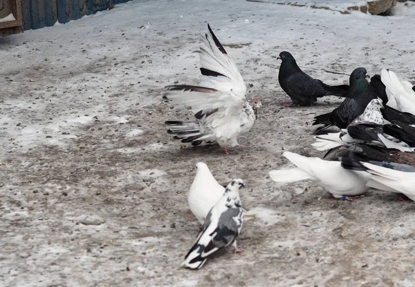 Dovecote älskare hålla duvor i privata duvor.Utfodring duvor i snön på vintern. — Stockfoto