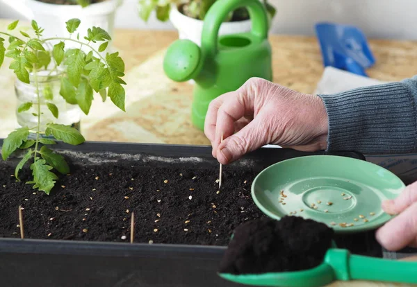 El concepto de plantar semillas de tomate en una caja para Rossada. Las manos femeninas usan un palillo para poner semillas de tomate y cubrirlas con tierra. — Foto de Stock