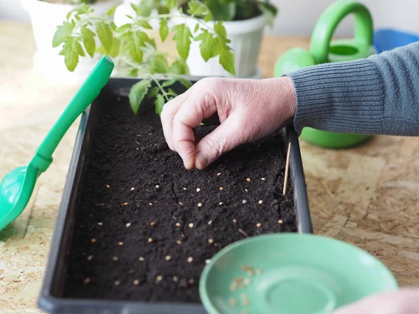 Proceso Plantación Semillas Tomate Una Caja Rossada Las Manos Femeninas — Foto de Stock