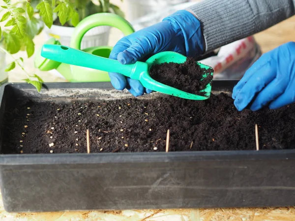 Rossada kutusuna domates tohumu ekme süreci. Eller koruyucu eldivenlerle tohumları toprakla kaplıyor. Tarım hazırlık bahar çalışması.. — Stok fotoğraf