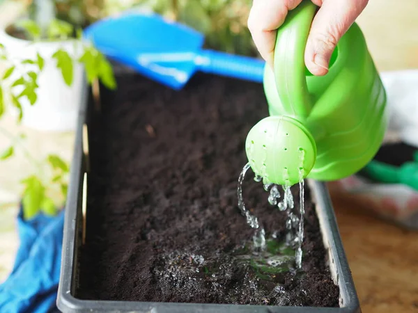 Proceso Siembra Semillas Tomate Una Caja Para Cultivar Rossada Riego — Foto de Stock