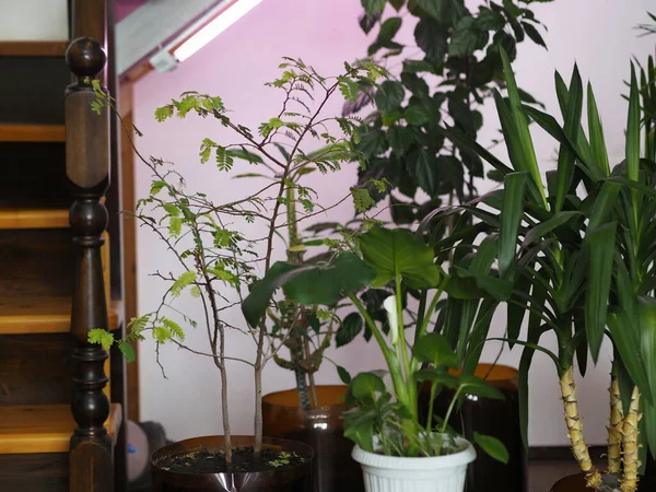 Home plants under neon purple light for plant growth. Home winter garden. Maintenance and care of domestic plants.