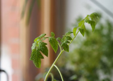 Özel bir evin pencere eşiğinde büyüyen bir domates bitkisi. Tarım geçmişi.