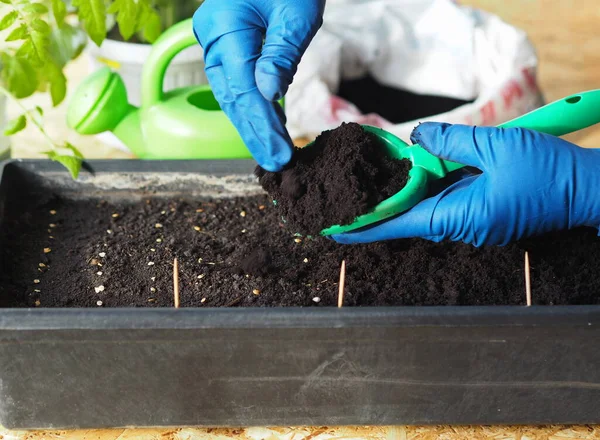 Der Prozess Tomatensamen Eine Rossada Schachtel Pflanzen Hände Schutzhandschuhen Bedecken — Stockfoto