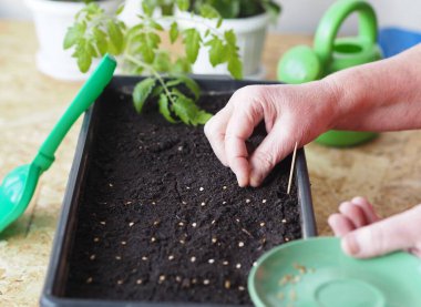 Rossada kutusuna domates tohumu ekme süreci. Dişi eller domates tohumlarını yayar ve onları toprakla kaplarlar. Tarım hazırlık bahar çalışması.