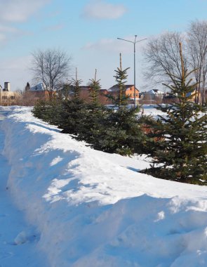 Şehir parkında yetişen bir sıra genç Noel ağacı. Kış, güneşli bir gün..