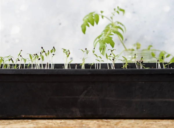 Seedlings of tomato seedlings from seeds in a box against the background of leaves of a large tomato sprout. Preparatory spring work in the northern country.