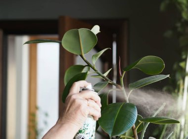 Kadın spreyleri evcil bitkilerin yapraklarıyla ilgilenmek için sprey şişesinden fışkırıyor. Lastik bitki elastik inciri. Çiçek ve bitki yetişiyor..