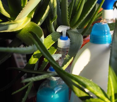 Çevre dostu doğal deterjanlar fikri. Deterjanlar ve temizleyiciler. Karanlık bir arka planda aloe vera tıbbi bitki..