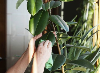 Kadın nemli yumuşak bir bezle yaprakların tozunu siliyor. Kapalı alandaki kauçuk ağacının doğru bakımı. Ficus elastik. Çiçekçilik ve bitki yetiştirme.