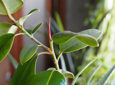 Çiçek evi bitkisi kışın özel bir evin penceresinde yetişir. Çiçekçilik ve bitki yetiştirme.