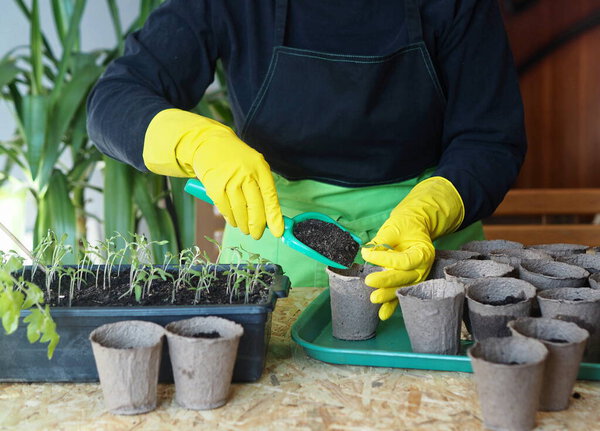 Woman's hands transplant small tomato seedlings into peat cups. Spring preparatory agricultural work.