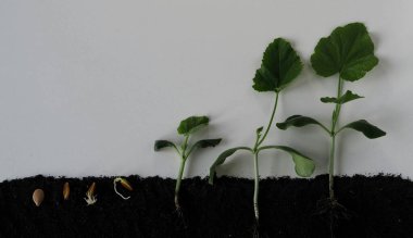 Kabak filizlerinin filizlenmesi kavramı, filizlenmiş tohumlardan toprakta yapraklara kadar. Yeşil filizler ekime hazır.