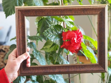 Tahta arka planda oyulmuş kenarlı ev yapımı ballı kurabiyeler. Sağlıklı doğal yiyecek..