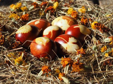 Saman yuvasına boyanmış Paskalya yumurtaları ve ahşap bir arka planda kurumuş kadife çiçekleri. Metin için yeri olan Paskalya arkaplanı.
