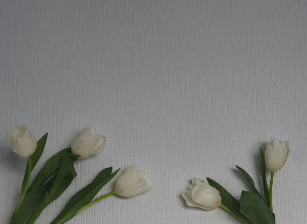 Zarte Weiße Tulpen Mit Gelbem Zentrum Auf Grauem Hintergrund Gratulierender — Stockfoto
