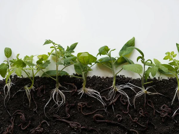 Beneficial Earthworms Crawl Loosen Soil Growing Tomato Sprouts Visible Underground — Stock Photo, Image