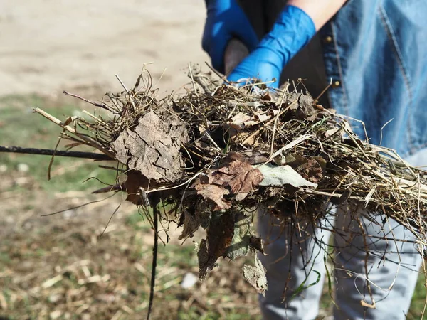 A woman carries dried plants on a pitchfork. General cleaning of the territory from debris and last year\'s dried plants. The concept of keeping our planet clean.