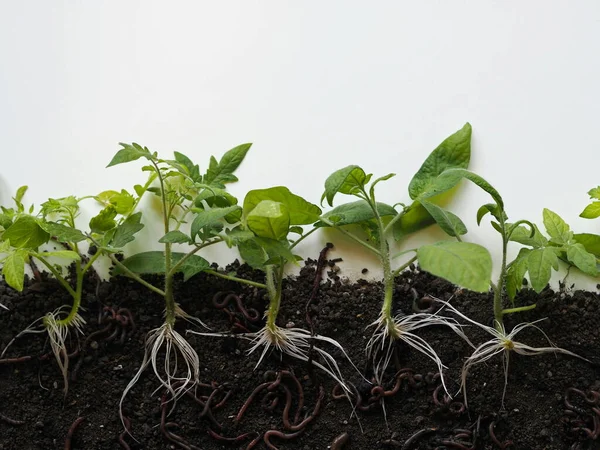 Growing Tomato Sprouts Visible Underground Roots Ground Beneficial Earthworms Crawl — Stock Photo, Image