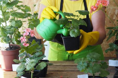 Yaşlı kadın evcil hayvan pelargonyumunun farklı çeşitlerini sulamak ve yeniden ekmekle ilgileniyor. Bir ev bitkisinin farklı çeşitleri sardunya ya ya da siyah çiçek kaplarında pelargonyum.