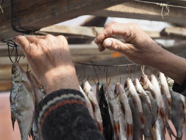 Balıkçının elleri kuruması için nehir balığını kancaya asıyor. Doğal sağlıklı ürün..