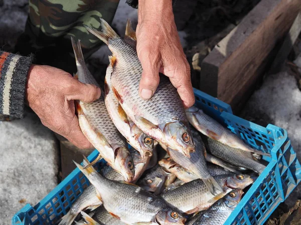 Pescador Sostiene Sus Manos Pescado Seco Seco Capturado Pesca Invierno — Foto de Stock