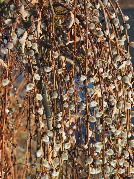 Blooming Pussy Willow Branches Background Lake Spring — Stock Photo, Image