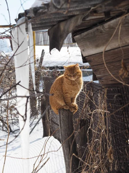Straat Rode Kat Koesteren Zon Winter Zitten Omheining Achtergrond Huisdieren — Stockfoto