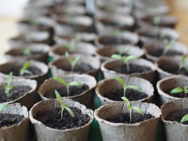 Turba bardaklarında oturmuş küçük domates filizleri. Bahar tarım hazırlık çalışmaları.