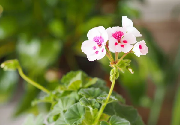 五彩缤纷的盆栽花 Geranium 花卉栽培和植物种植 — 图库照片