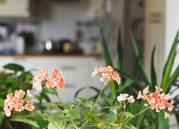 Floriculture Plant Growing Pink Pelargonium Flower Warm Shade — Foto de Stock