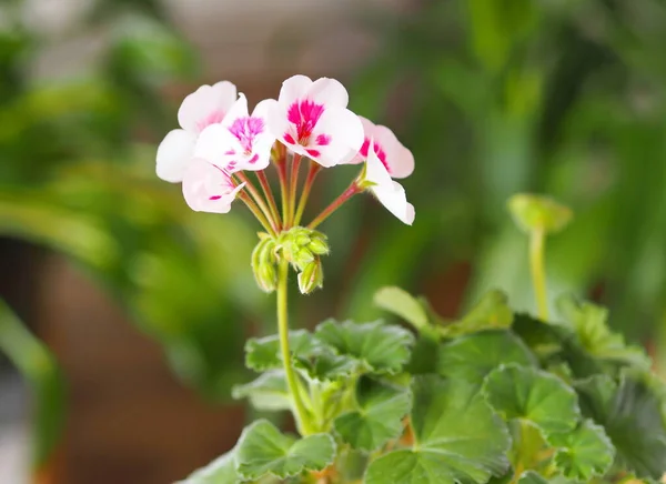 五彩缤纷的盆栽花 Geranium 花卉栽培和植物种植 — 图库照片