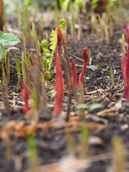 Piantine Cipolla Decorativa Primavera Agricoltura Coltivazione Delle Piante — Foto Stock