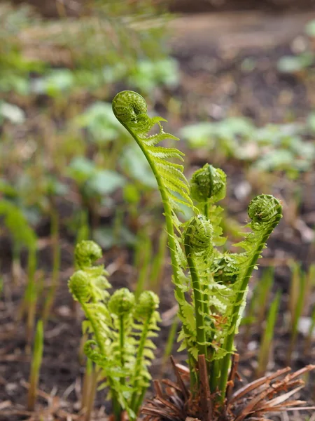 Angolo Giardino All Inizio Della Primavera Germogli Contorti Felci Gigli — Foto Stock