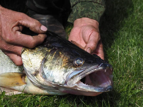 A fisherman holds a river fish Pike perch by the head, with an open mouth and sharp teeth. Close-up. Predatory fish live in Russian rivers.