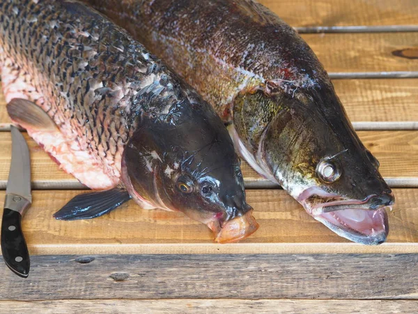 Pescado Río Limpiado Chechuya Carpa Grande Lucio Perca Sobre Fondo — Foto de Stock