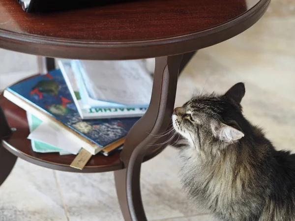 Grave Gatto Domestico Ben Curato Primo Piano Animali Domestici Preferiti — Foto Stock