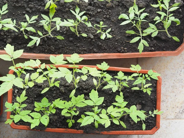 Konsep Pembangunan Tunas Tomat Musim Semi Muda Tumbuh Dalam Wadah — Stok Foto