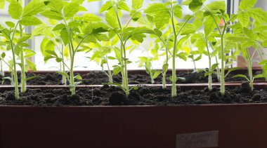 Geliştirme konsepti, genç bahar domates filizleri plastik bir kapta yetişiyor, dışarıda ekilmeye hazır. Bahar ekimi işi.