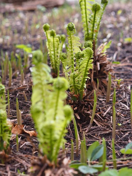 Angolo Giardino All Inizio Della Primavera Germogli Contorti Felci Gigli — Foto Stock