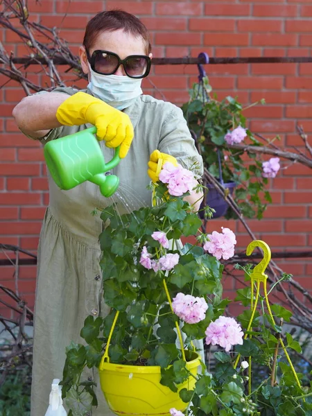 Una Anciana Enmascarada Cuida Apasionadamente Las Flores Geranio Jardín Debajo — Foto de Stock
