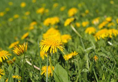 Sarı karahindibalar güneş ışığıyla aydınlatılmış bir çimenlikte büyüyorlar..