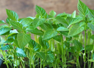 Bir kabın içinde yetişen tatlı biber tohumları. Tohumlardan yetişen taze biber tohumları açık zemine ekilmeye hazır..