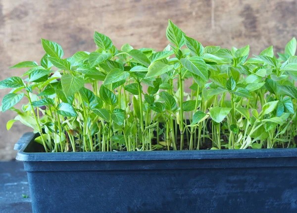 Édes Paprika Palántái Tartályban Magvakból Termesztve Tavaszi Fiatal Paprika Palánták — Stock Fotó