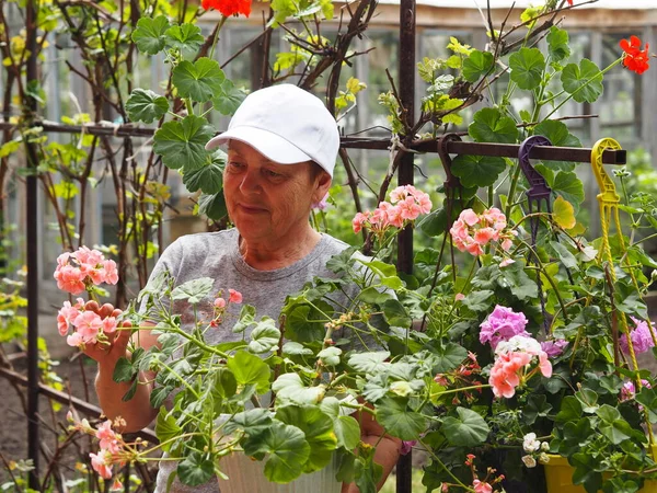 Yaşlı kadınların hobisi. Sevdiği şeyi yapıyor, çiçeklerle ilgileniyor. Bahar çiçeği arkaplanı.
